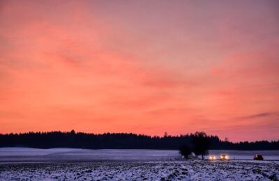 凤仙花怎么换盆定植 ， 凤仙花的种植与养护缩略图