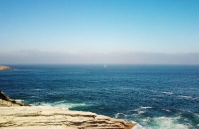 松红梅种子怎么种 ， 松红梅种子怎么种缩略图