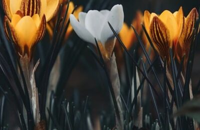 杜鹃发财树…长出这种枝，赶紧剪，花才能越长越壮，开花不断！ ， 冬季花卉修剪的艺术：让你的花园焕发生机缩略图