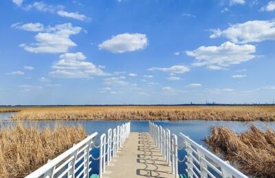 滴水观音有什么好处 ，  深入了解滴水观音：从室内绿植到药用价值缩略图