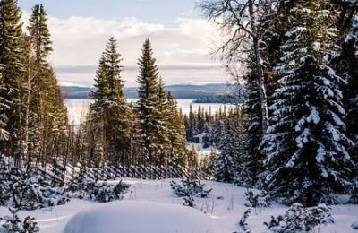 怎么养出又绿又亮的镜面草 ， 镜面草的品种与繁殖技巧缩略图