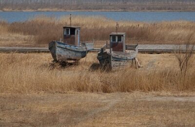 美国石竹种子怎么种 ， 美国石竹：绚丽多彩的冬春使者缩略图