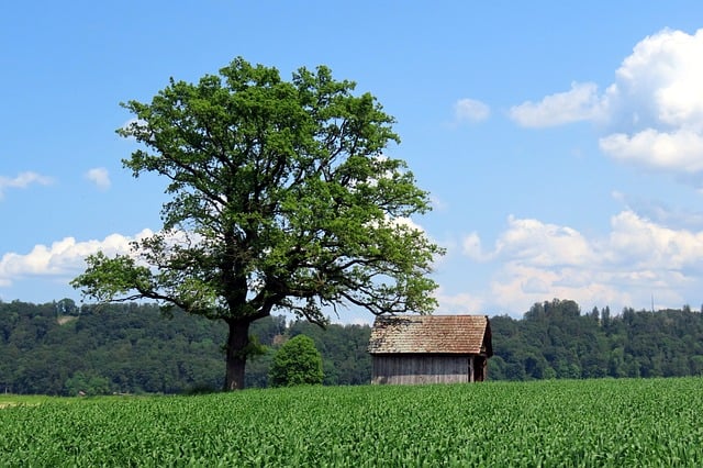 万年青的作用有哪些 , 探秘万年青:居家绿植的多重魅力插图 万年青的作用有哪些 , 探秘万年青:居家绿植的多重魅力插图