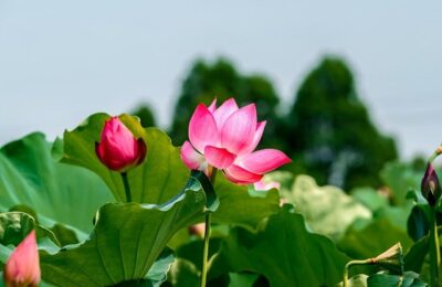 养花最厉害的“神仙水”，竟然是“它”，花用了叶片油亮猛长根！ ， 巧用食醋养花，开启绿色健康新生活缩略图