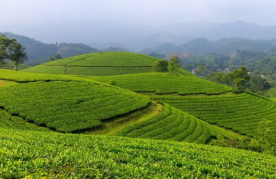 冬美人怎么繁殖 ， 冬美人：从繁殖到养护的全面指南缩略图