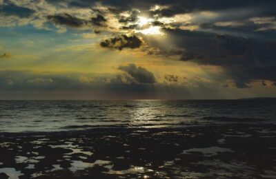 木芙蓉种子怎么种 ， 木芙蓉的品种与鉴赏缩略图