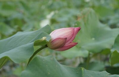 旱金莲播种详解 ， 旱金莲播种详解：季节选择缩略图