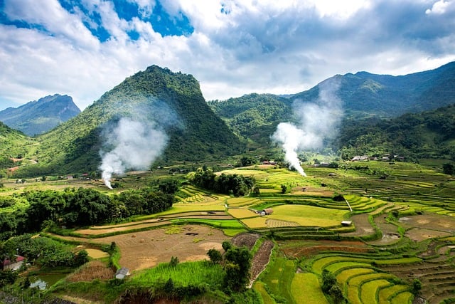 盆栽玉树怎么养护 ， 玉树的栽培与养护详解插图