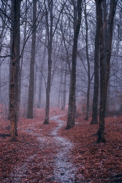 观赏凤梨不开花?学了这一招,鲜花开满盆! , 观赏凤梨不开花?学了这一招,鲜花开满盆!插图 观赏凤梨不开花?学了这一招,鲜花开满盆! , 观赏凤梨不开花?学了这一招,鲜花开满盆!插图