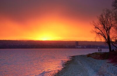 夏威夷椰子长的慢？剪一剪，长得又快又健康！ ， 夏威夷椰子的养护指南缩略图