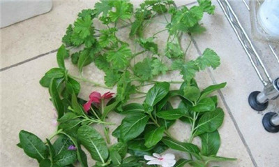 超实用的懒人扦插法,成活率100% , 超实用的懒人扦插法,成活率100%插图3 超实用的懒人扦插法,成活率100% , 超实用的懒人扦插法,成活率100%插图3