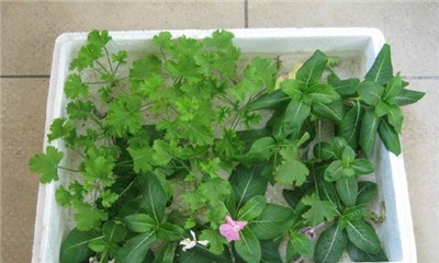 超实用的懒人扦插法,成活率100% , 超实用的懒人扦插法,成活率100%插图4 超实用的懒人扦插法,成活率100% , 超实用的懒人扦插法,成活率100%插图4