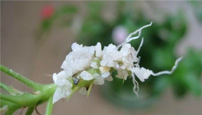 超实用的懒人扦插法,成活率100% , 超实用的懒人扦插法,成活率100%插图5 超实用的懒人扦插法,成活率100% , 超实用的懒人扦插法,成活率100%插图5