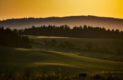 波斯菊怎么繁殖 ， 波斯菊怎么繁殖缩略图