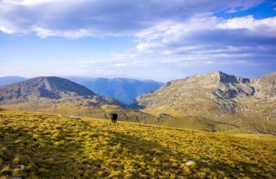 家里来盆它，冬天没太阳也能绿得冒油，叶子又大又亮！ ，  冬日室内绿意盎然：探索更多耐阴植物缩略图