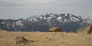 黄素馨盆栽怎么制作 ， 探寻金黄色的芬芳：黄素馨盆栽的艺术缩略图