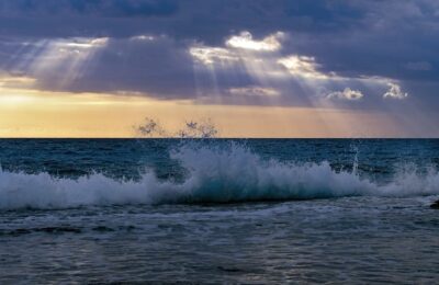 别找了，你想要的建兰浇水大全都在这里！ ， 建兰的四季养护与赏析缩略图