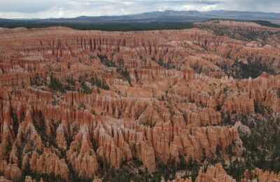紫羊绒冬天怎么养 ，  探秘紫羊绒：从养护到品种缩略图
