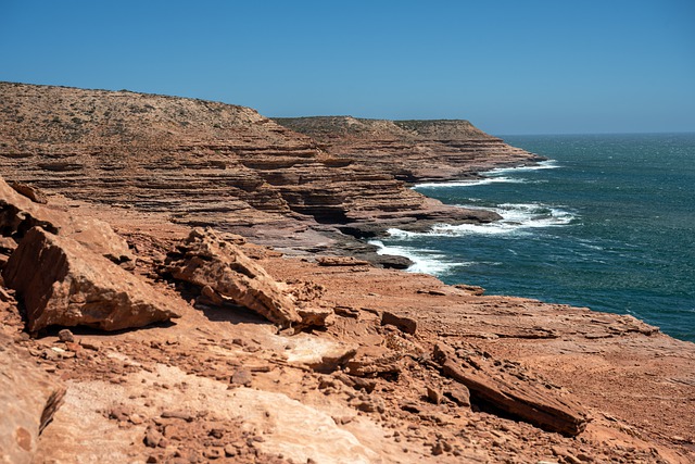 软枝黄蝉的繁殖方法 , 软枝黄蝉的繁殖方法插图 软枝黄蝉的繁殖方法 , 软枝黄蝉的繁殖方法插图