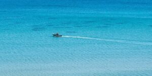 紫花地丁的养殖方法及注意事项 ， 紫花地丁的药用价值及其他用途缩略图