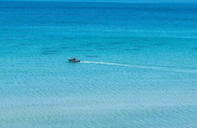 紫花地丁的养殖方法及注意事项 ， 紫花地丁的药用价值及其他用途缩略图