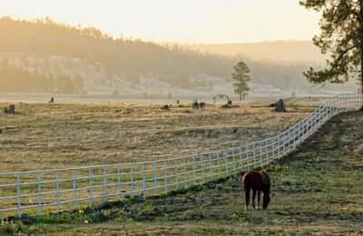 文心兰换盆方法（图解） ， 文心兰的养殖技巧与注意事项缩略图
