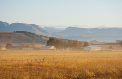 海芋的养殖方法和注意事项 ， 海芋的养殖方法和注意事项缩略图