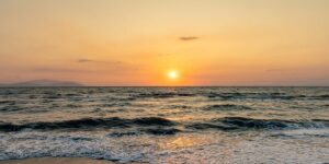 龙舌兰的繁殖方法 ， 龙舌兰的繁殖方法缩略图