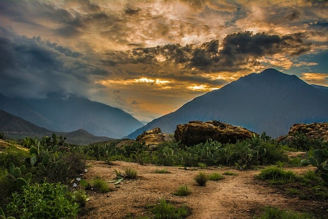 水鬼蕉怎么繁殖 ， 水鬼蕉怎么繁殖插图
