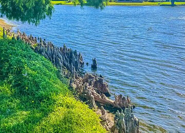 旱金莲怎么矮化 ，# 为什么要矮化旱金莲缩略图