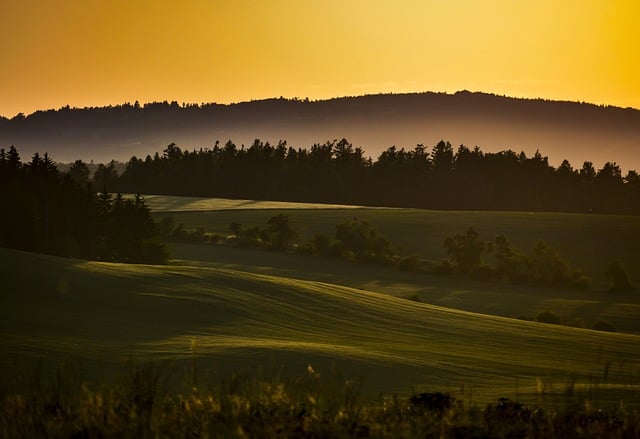 鸡屎藤的繁殖方法 ， 探秘鸡屎藤：不止于名字的宝藏植物插图