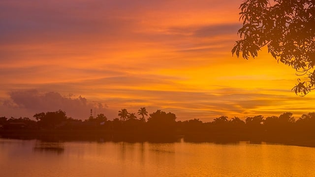 盆栽翠菊的四季养护方法 , 翠菊的品种与栽培技巧插图 盆栽翠菊的四季养护方法 , 翠菊的品种与栽培技巧插图