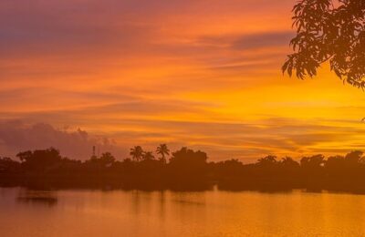 盆栽翠菊的四季养护方法 ， 翠菊的品种与栽培技巧缩略图