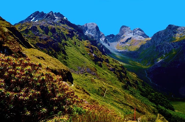 大苍角殿如何种植 ， 大苍角殿播种指南插图