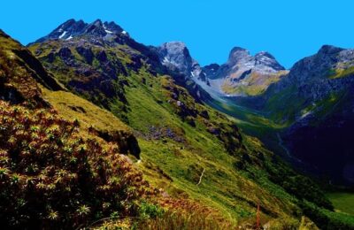 大苍角殿如何种植 ， 大苍角殿播种指南缩略图