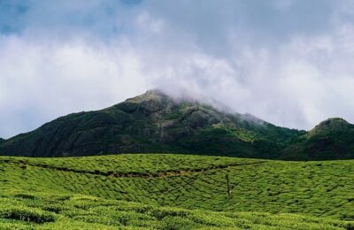 欧石楠种子怎么种 ， 探秘欧石楠：从播种到绽放缩略图