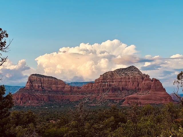 南洋杉怎样根插 , 探秘南洋杉的繁殖奥秘:不止根插一种选择插图 南洋杉怎样根插 , 探秘南洋杉的繁殖奥秘:不止根插一种选择插图