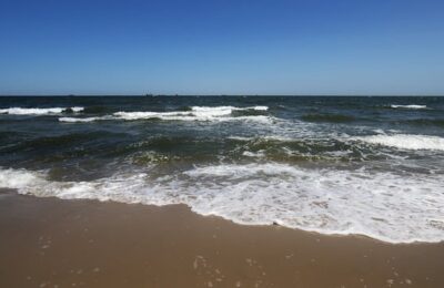 风信子塑料瓶怎么做 ， 风信子的世界：从水培到绽放缩略图