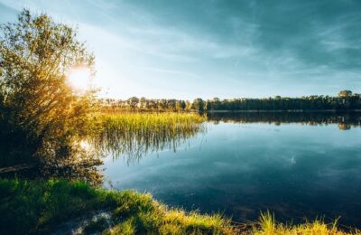 金银花的功效与作用 ， 金银花的功效与作用缩略图
