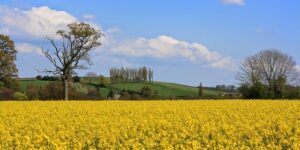 长春花（四季梅）冬季怎么养 ， 长春花的四季养护与繁殖技巧缩略图