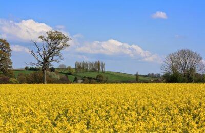 长春花（四季梅）冬季怎么养 ， 长春花的四季养护与繁殖技巧缩略图