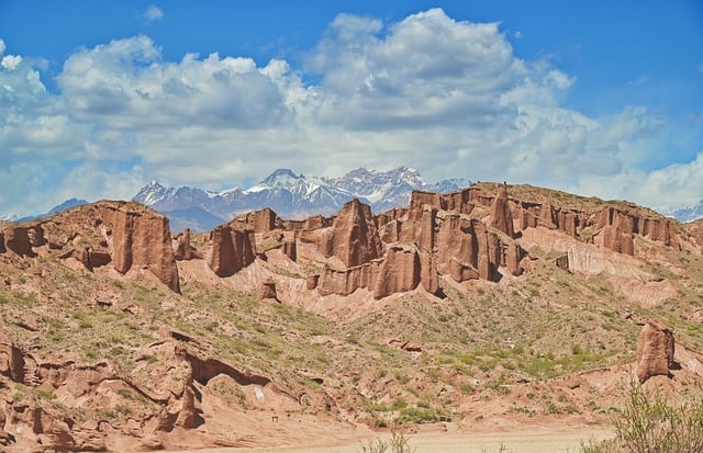 牡丹花的修剪方法 , 早春修剪插图 牡丹花的修剪方法 , 早春修剪插图