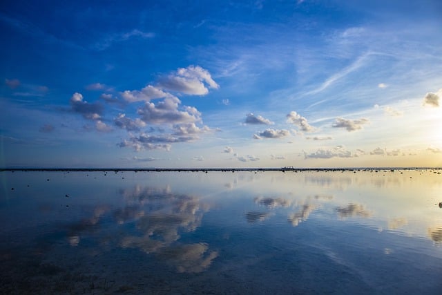 金丝梅怎么繁殖 ， 金丝梅怎么繁殖插图