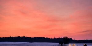 再力花的养殖及注意事项 ， 再力花的魅力与养护技巧缩略图