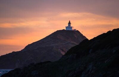 晚香玉的分球繁殖 ， 晚香玉的分球繁殖缩略图