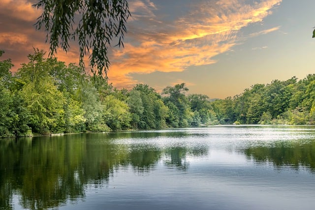 珊瑚蕨的繁殖方法 , 深入了解珊瑚蕨:从形态特征到养护技巧插图 珊瑚蕨的繁殖方法 , 深入了解珊瑚蕨:从形态特征到养护技巧插图