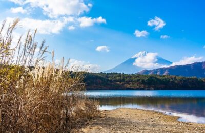 连翘的繁殖方法 ， 连翘的种植与应用缩略图