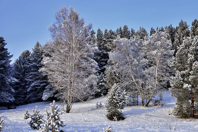 月季可以水培吗？ ， 月季水培方法插图