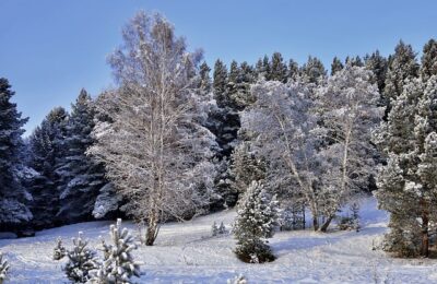 月季可以水培吗？ ， 月季水培方法缩略图