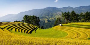 万寿菊的四季养护 ， 万寿菊的春季养护缩略图